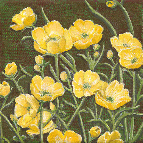 "Buttercups" - Oklahoma Wildflower Series - Native Oklahoma Store - Art